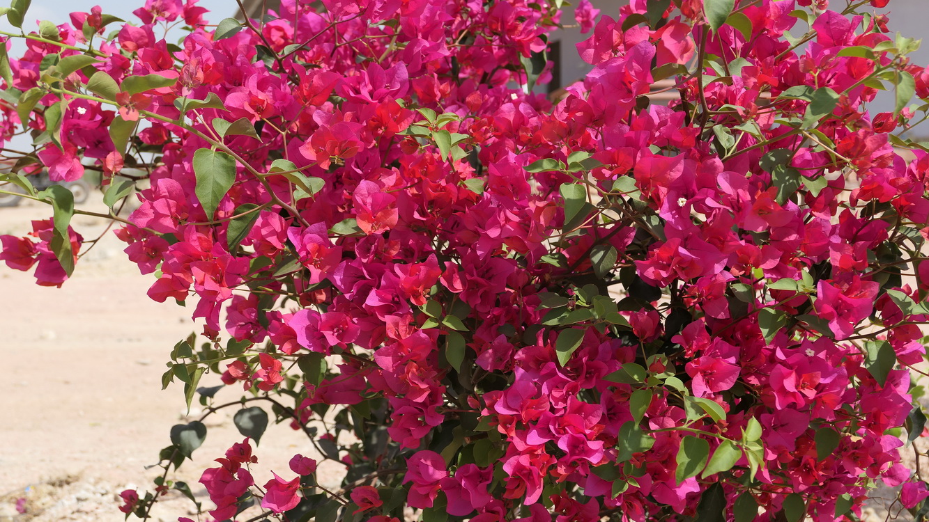 Pause déjeuner : belle végétation Pushkar vers Jodhpur