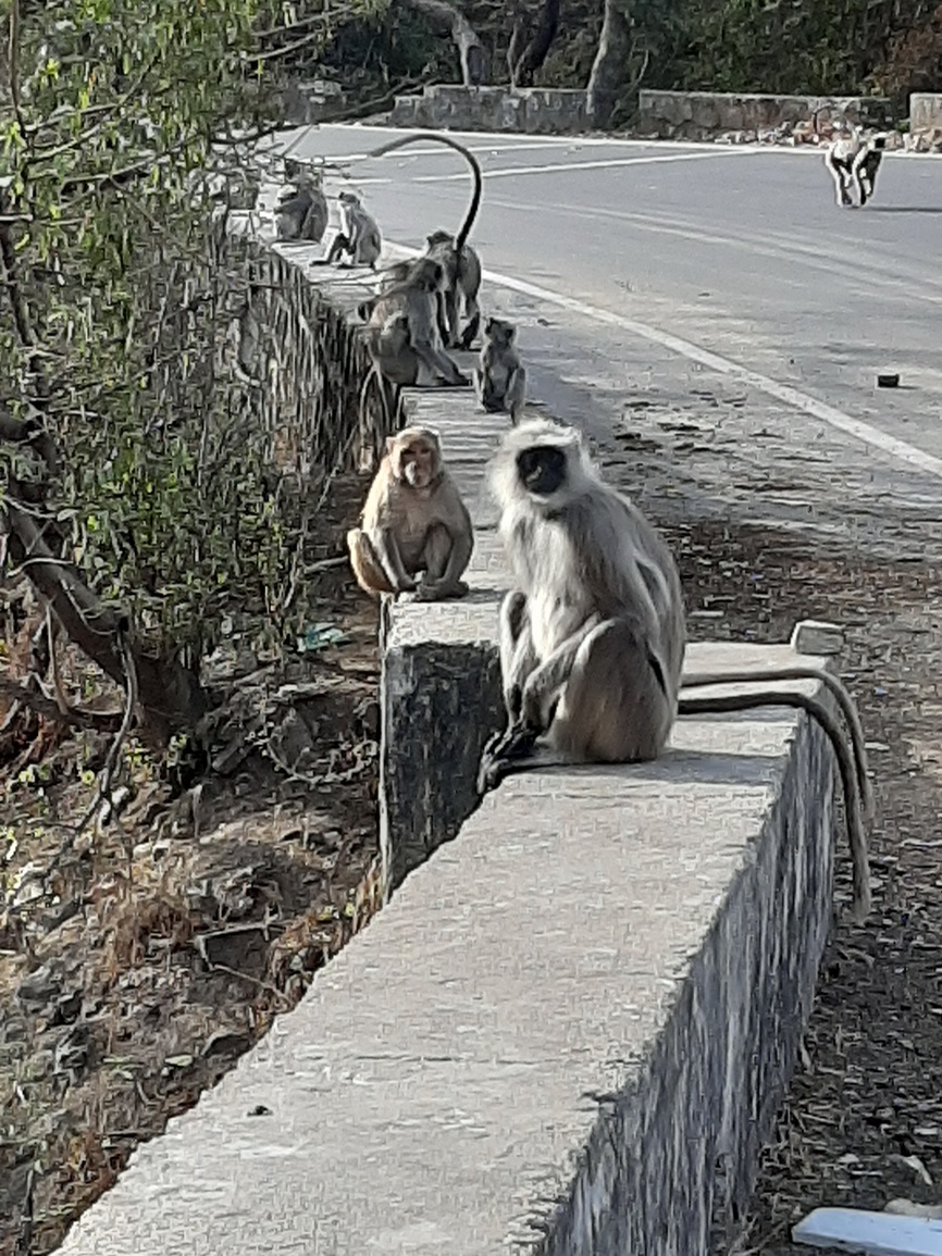 Rencontre avec les singes Jour 6 - Udaipur