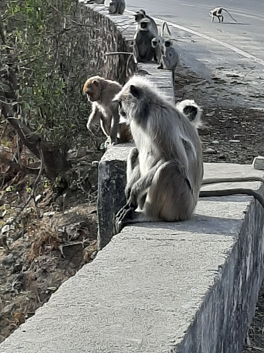 Rencontre avec les singes Jour 6 - Udaipur