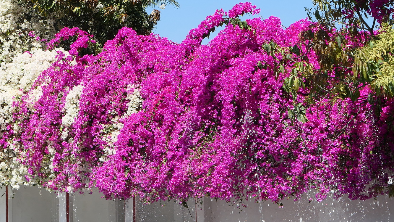 Le jardin des femmes Udaipur