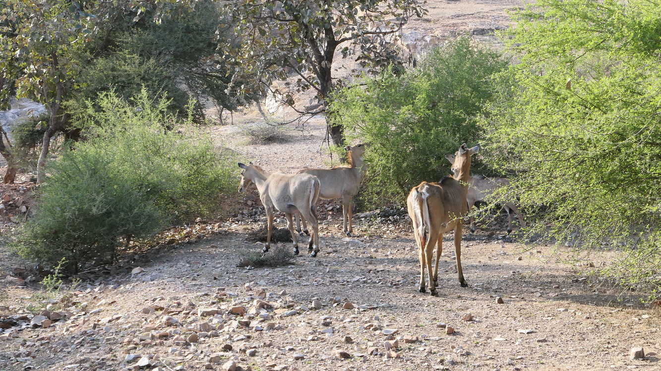 Le safari Holi in Rajasthan