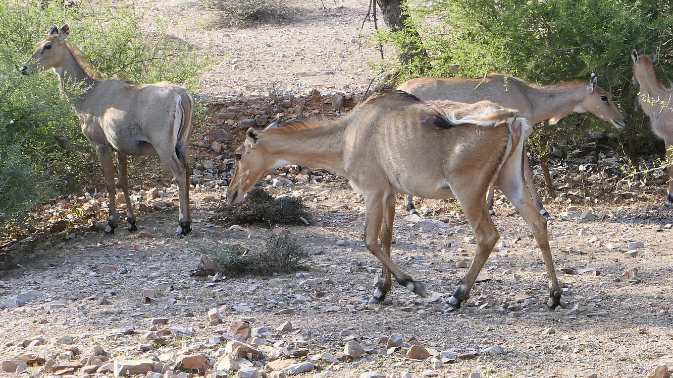Le safari Holi in Rajasthan