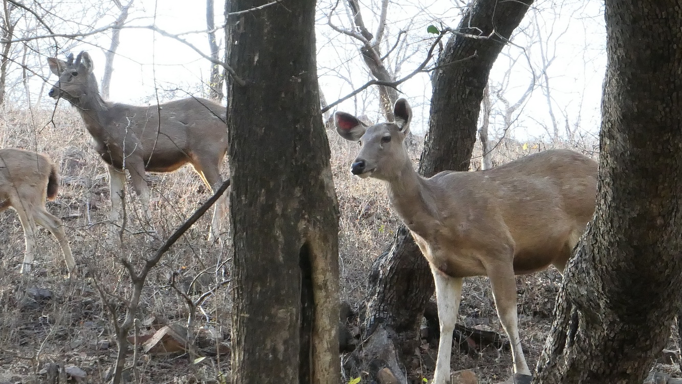 Le safari Holi in Rajasthan